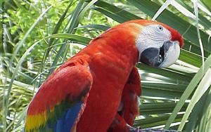 Parrot